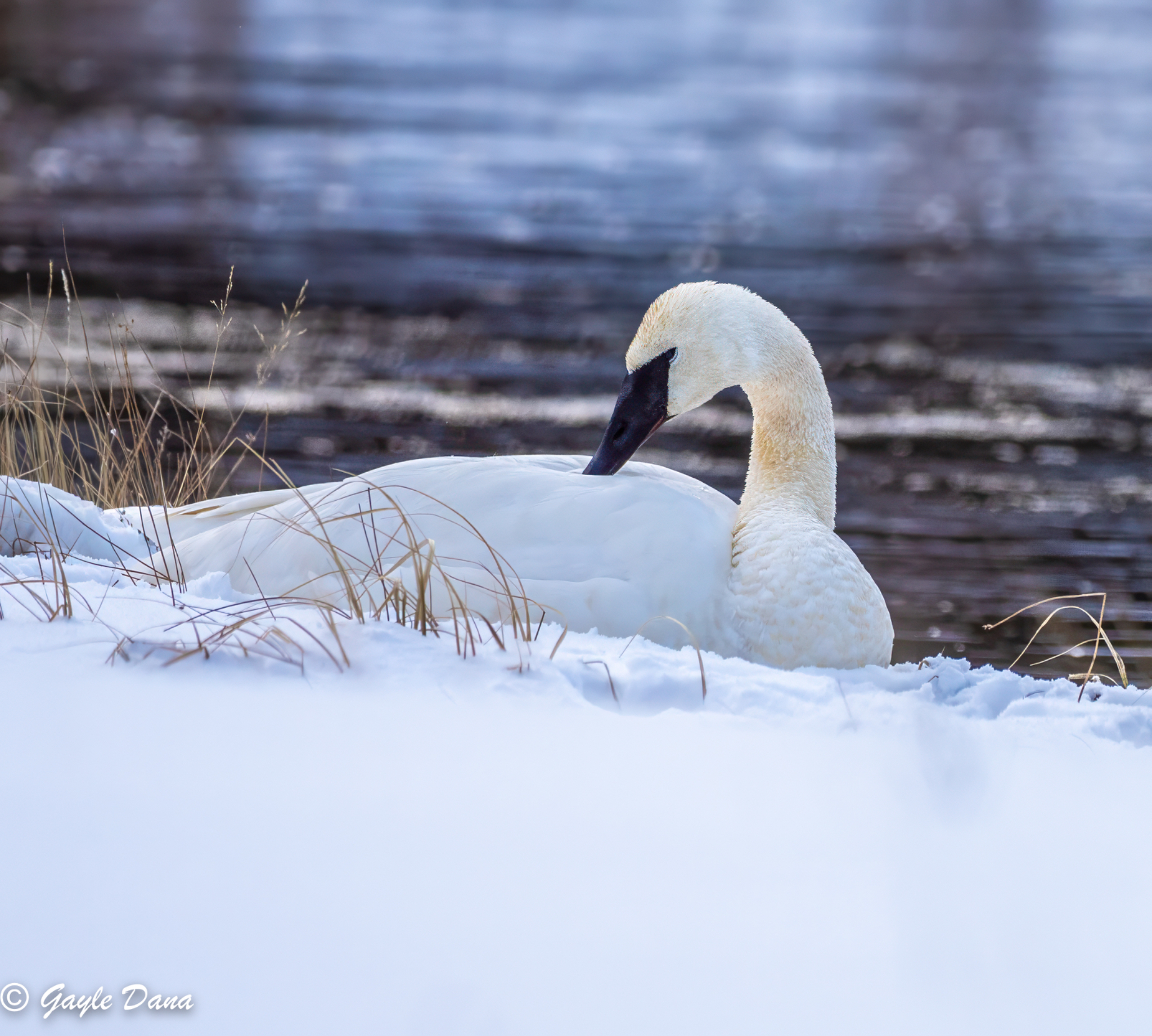 Trumpeter Swan by river
